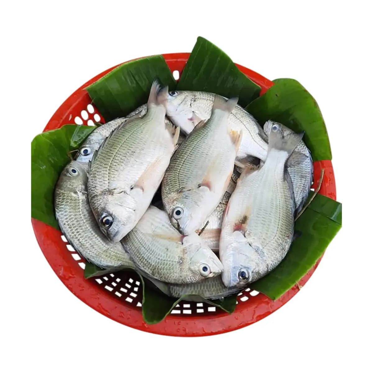 Datina Fish (দাতিনা মাছ)