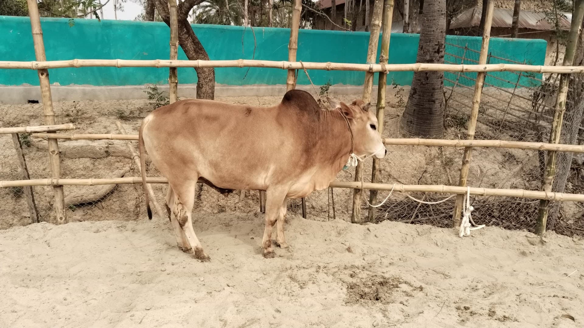 Cow F157 250kg (গরু ২৫০  কেজি)