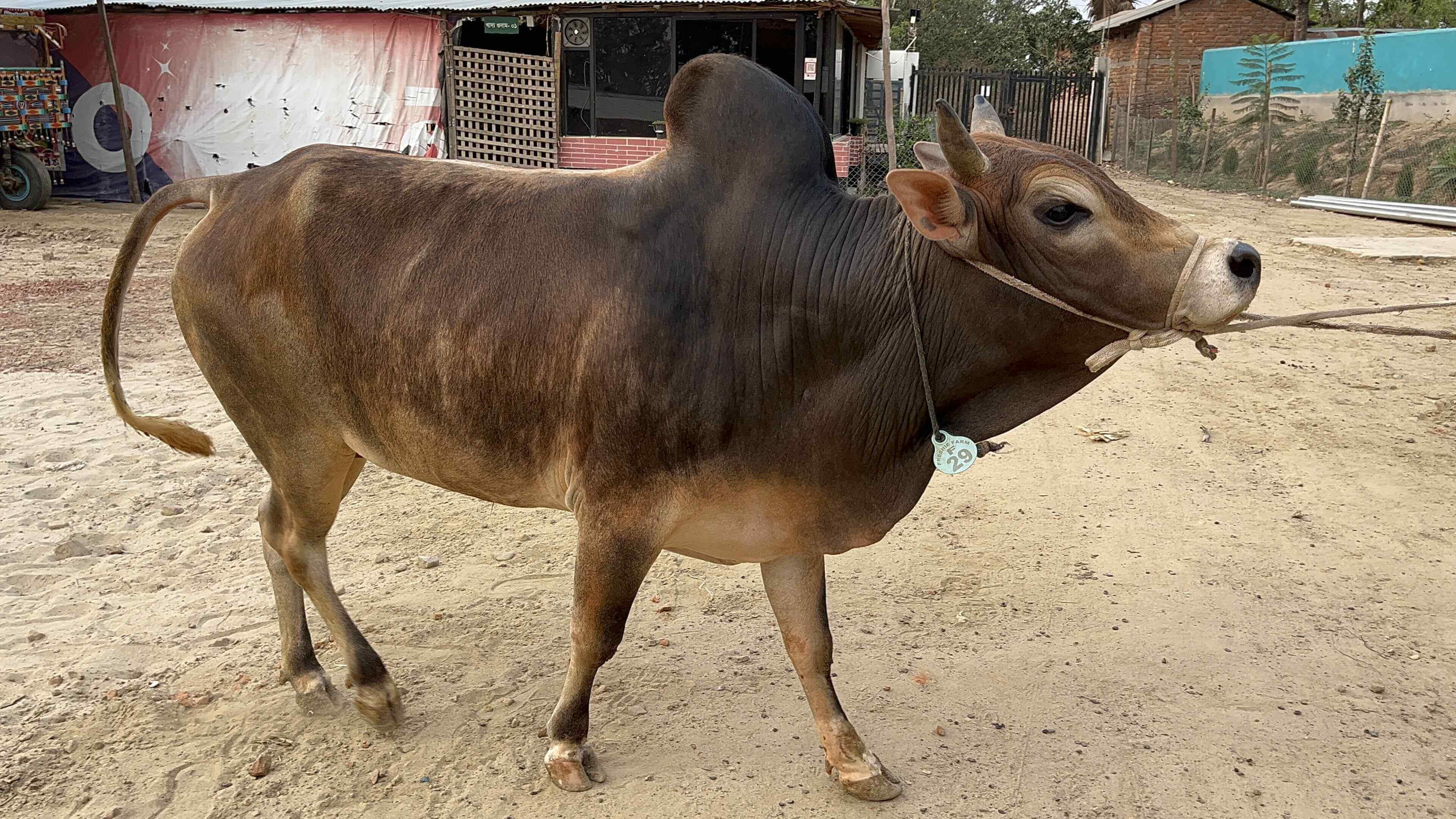 Cow F29 272kg (গরু ২৭২ কেজি)