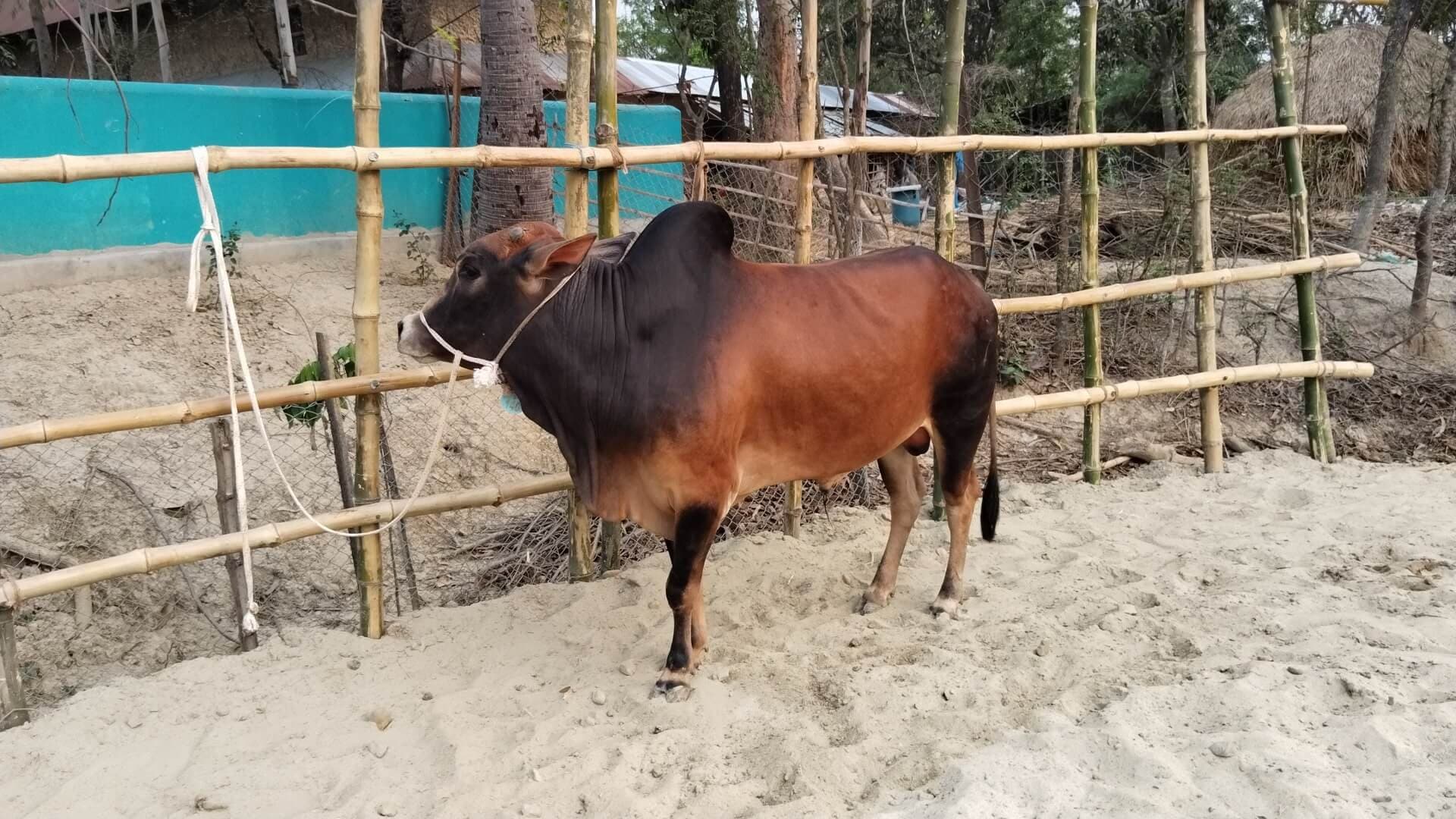 Cow F140 260kg (গরু ২৬০  কেজি)