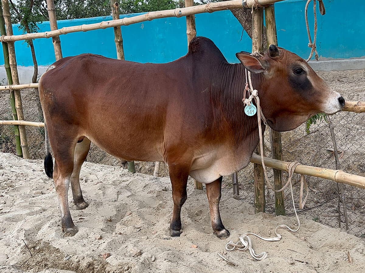 Cow F141 269kg (গরু ২৬৯ কেজি)
