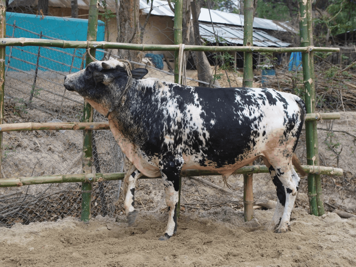 Cow F218 275kg (গরু ২৭৫  কেজি)