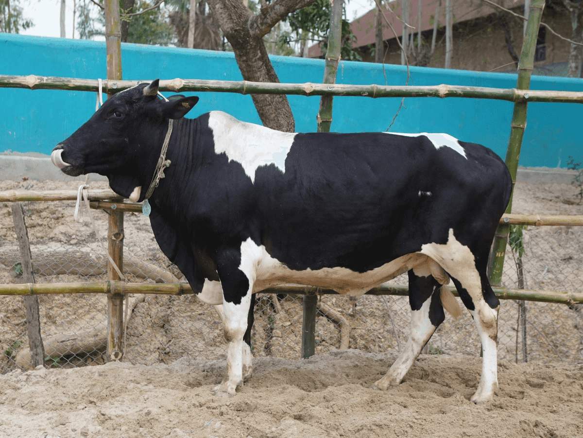 Cow F145 275kg (গরু ২৭৫  কেজি)