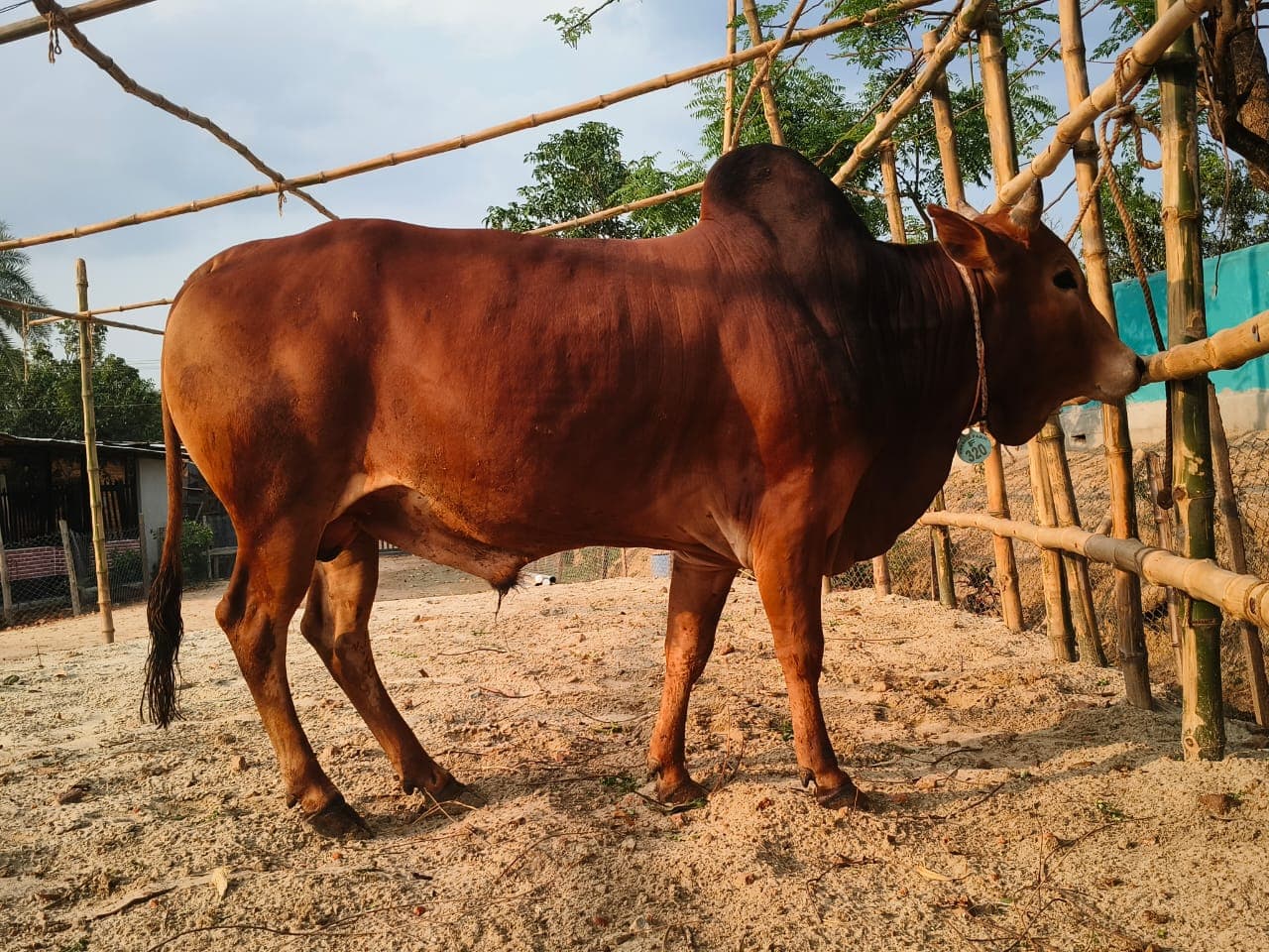 Cow F320 277kg (গরু ২৭৭ কেজি)