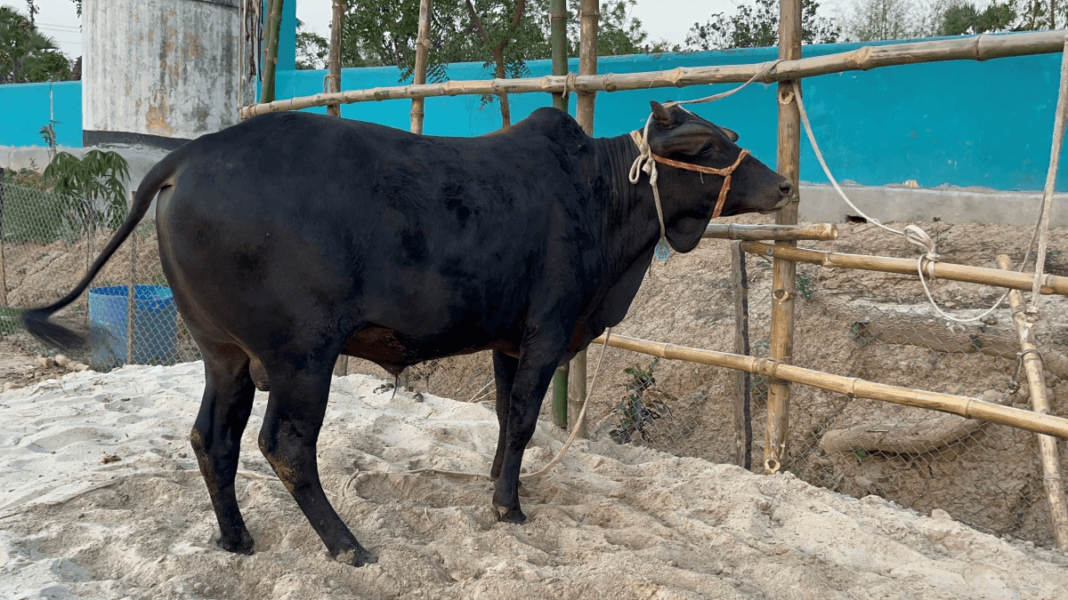 Cow F299 283kg (গরু ২৮৩ কেজি)
