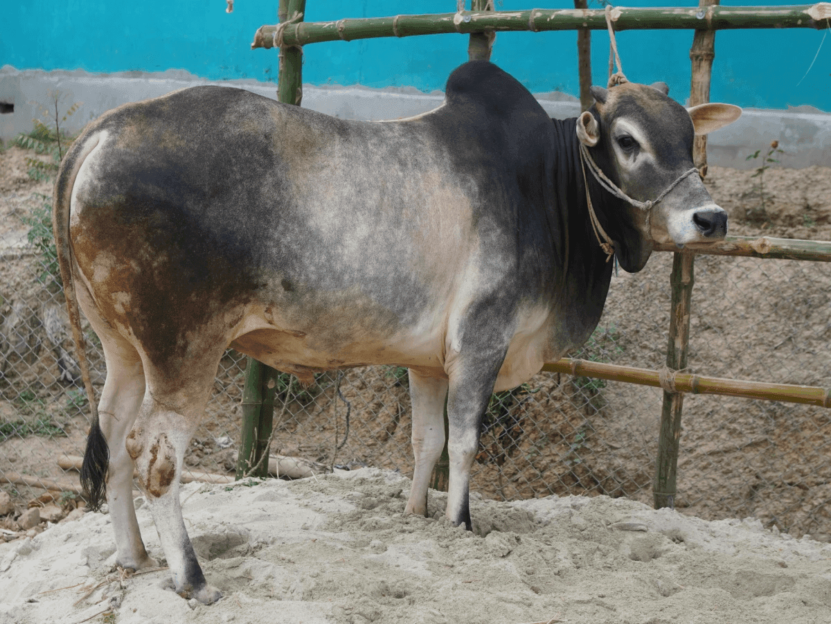 Cow F304 290kg (গরু ২৯০ কেজি)
