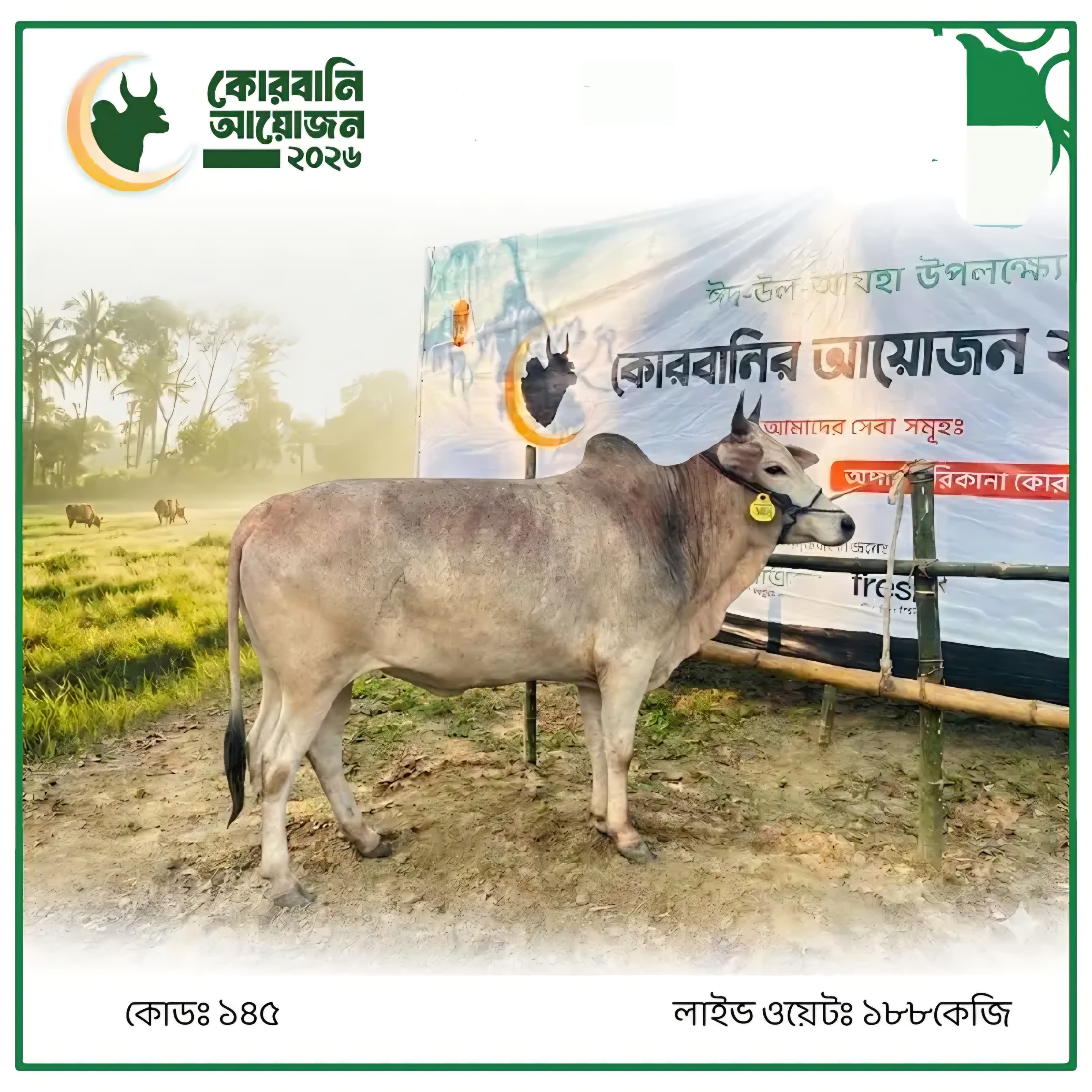 Cow F145 188kg (গরু ১৮৮ কেজি)