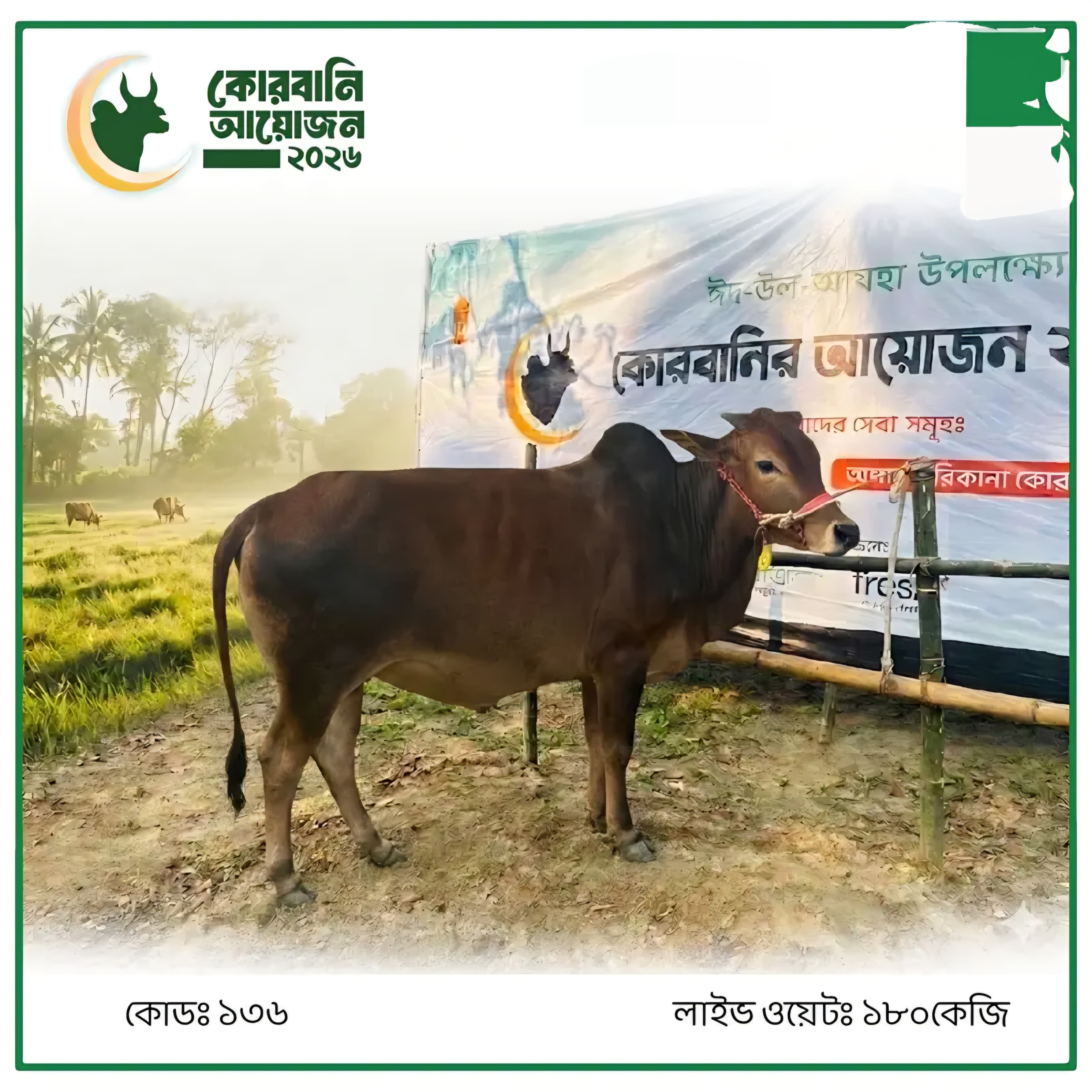 Cow F136 180kg (গরু ১৮০ কেজি)