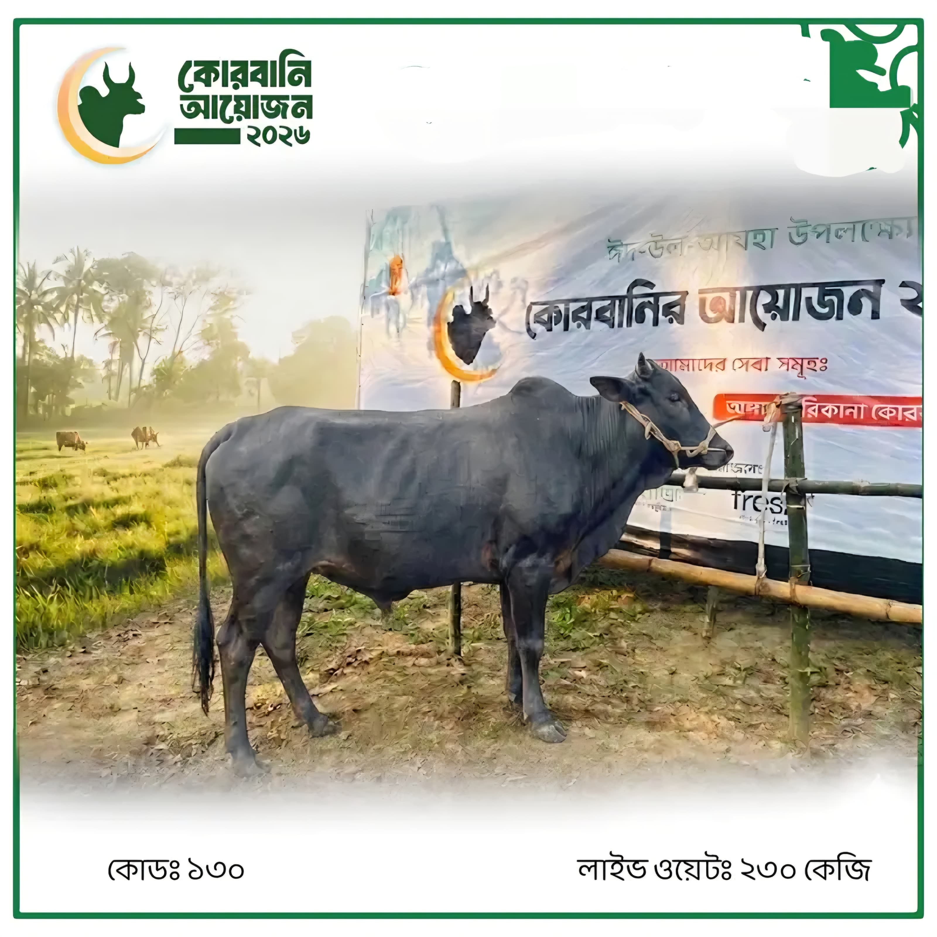 Cow F130 230kg (গরু ২৩০ কেজি)