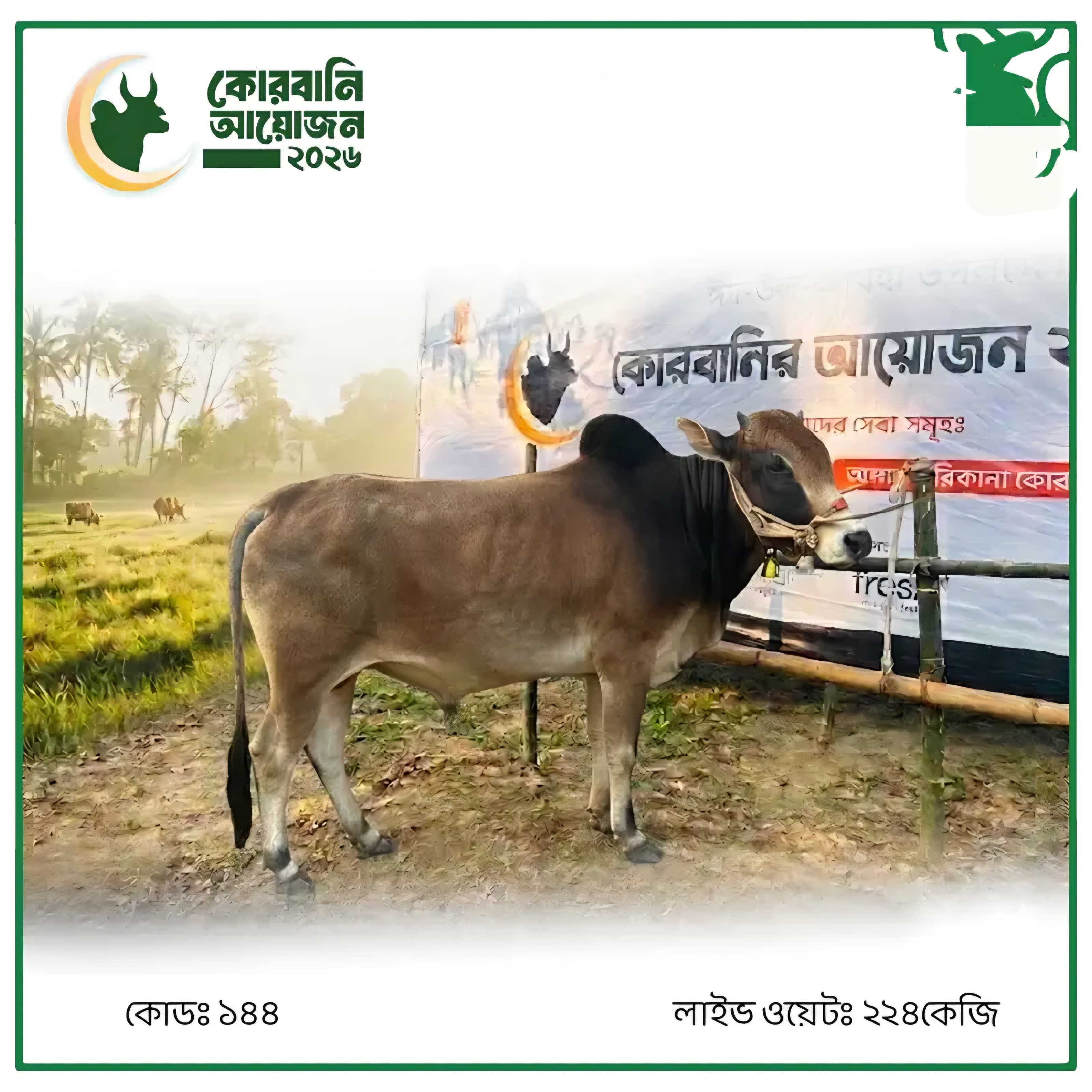 Cow F144 224kg (গরু ২২৪ কেজি)