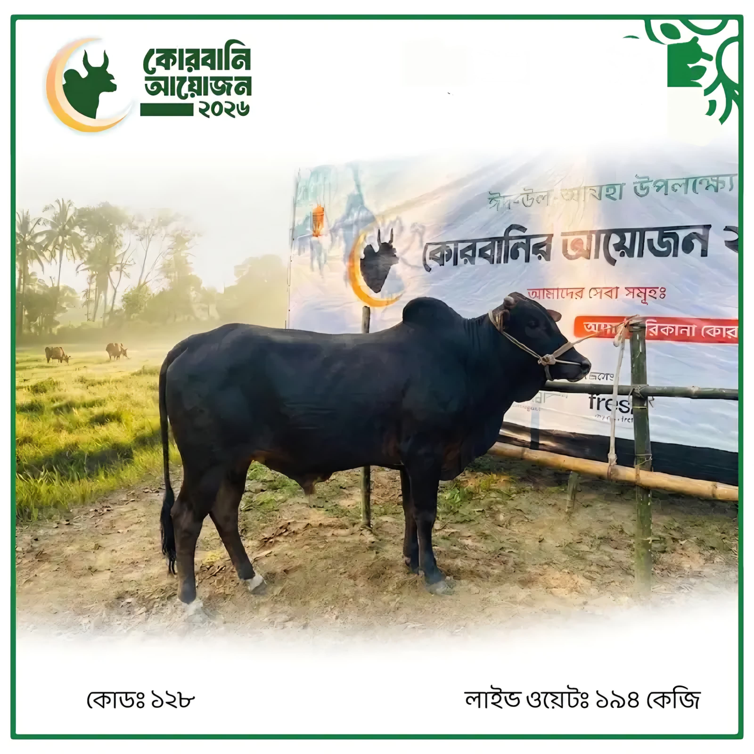 Cow F128 194kg (গরু ১৯৪ কেজি)