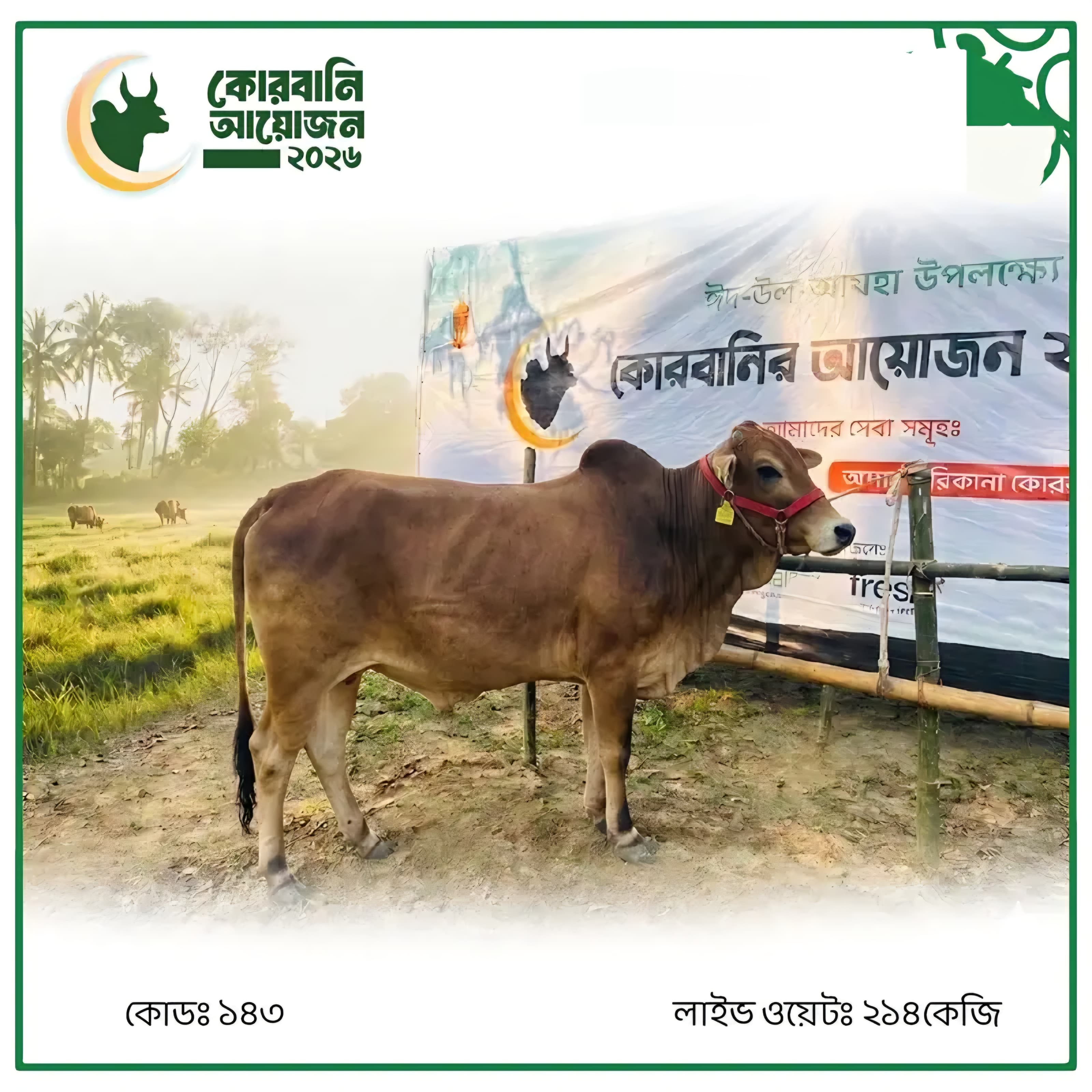 Cow F143 214kg (গরু ২১৪ কেজি)