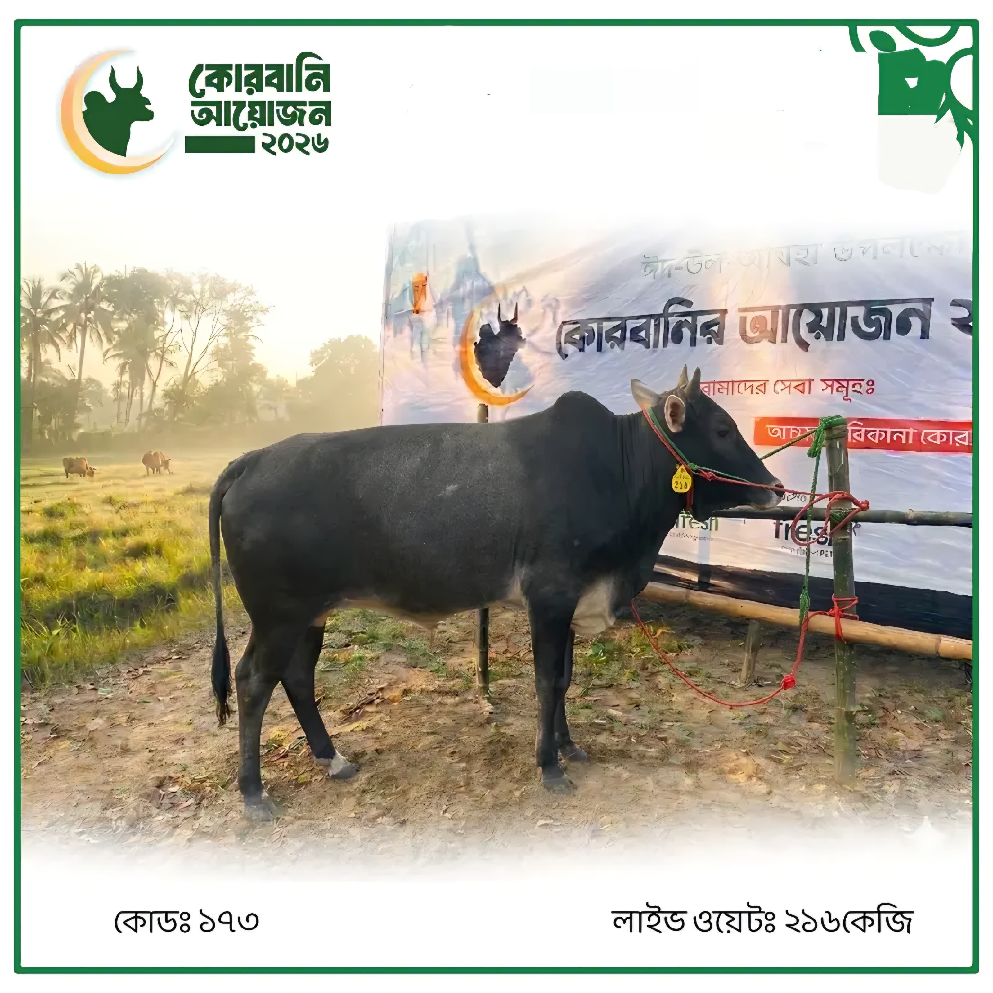 Cow F173 216kg (গরু ২১৬ কেজি)