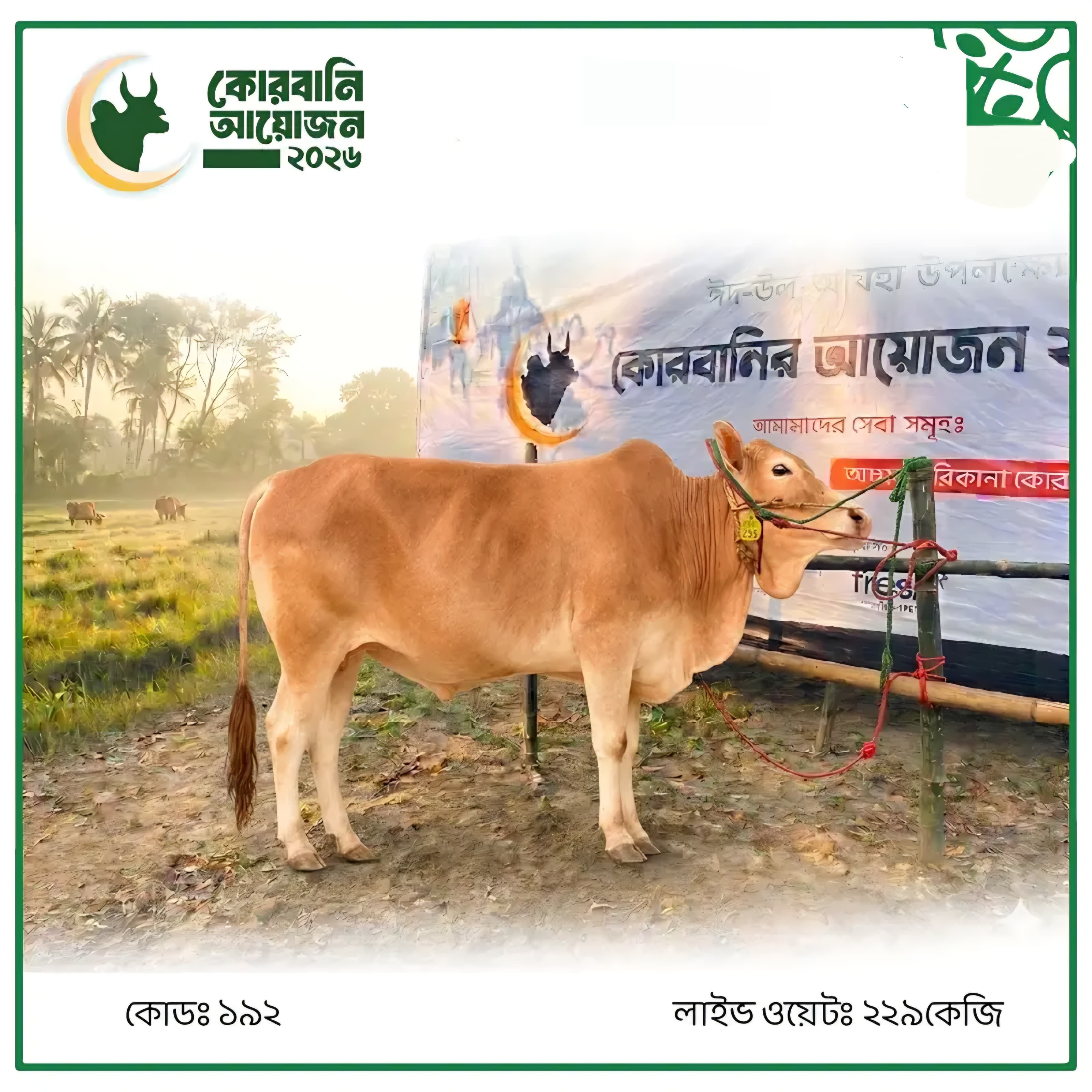 Cow F192 229kg (গরু ২২৯ কেজি)