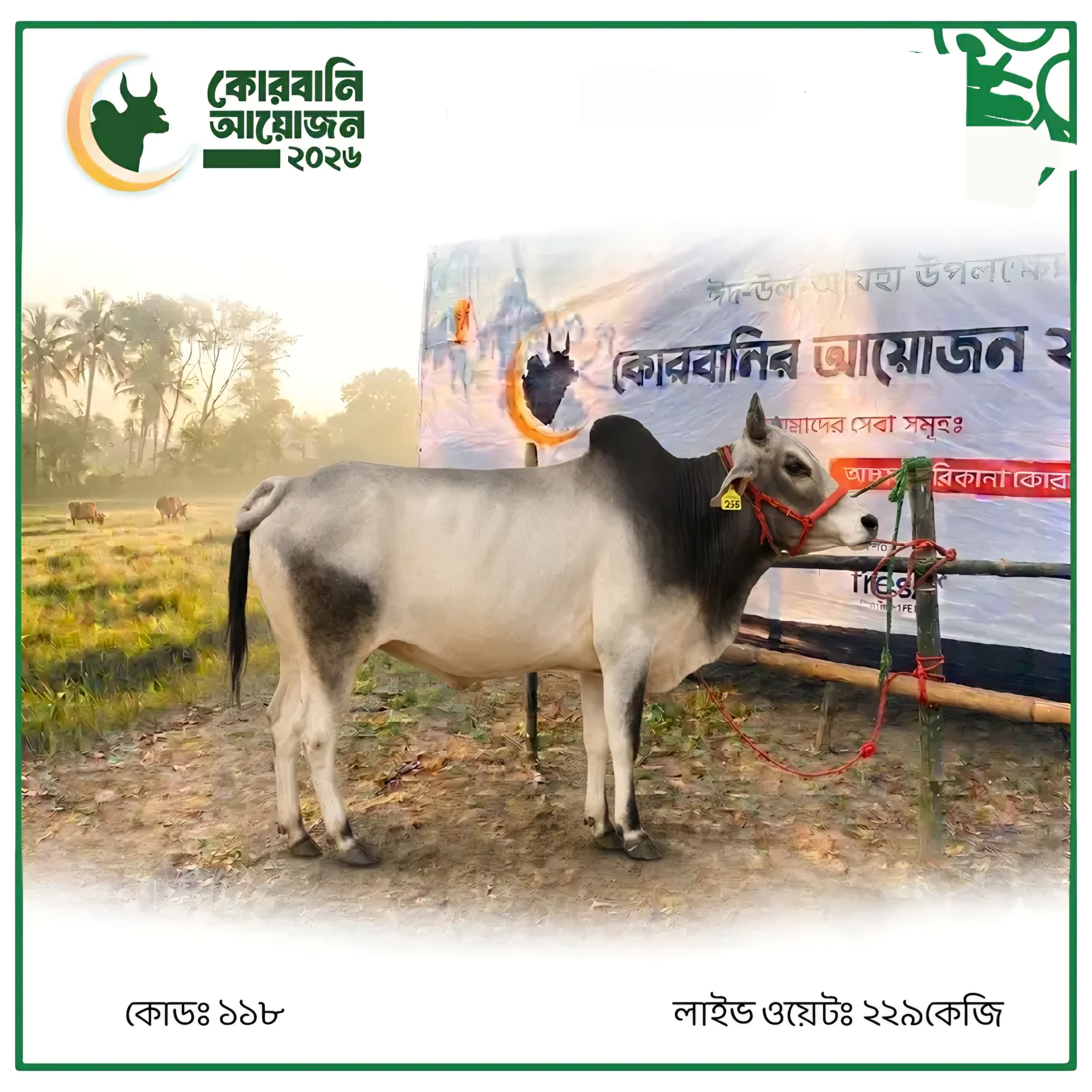 Cow F118 229kg (গরু ২২৯ কেজি)