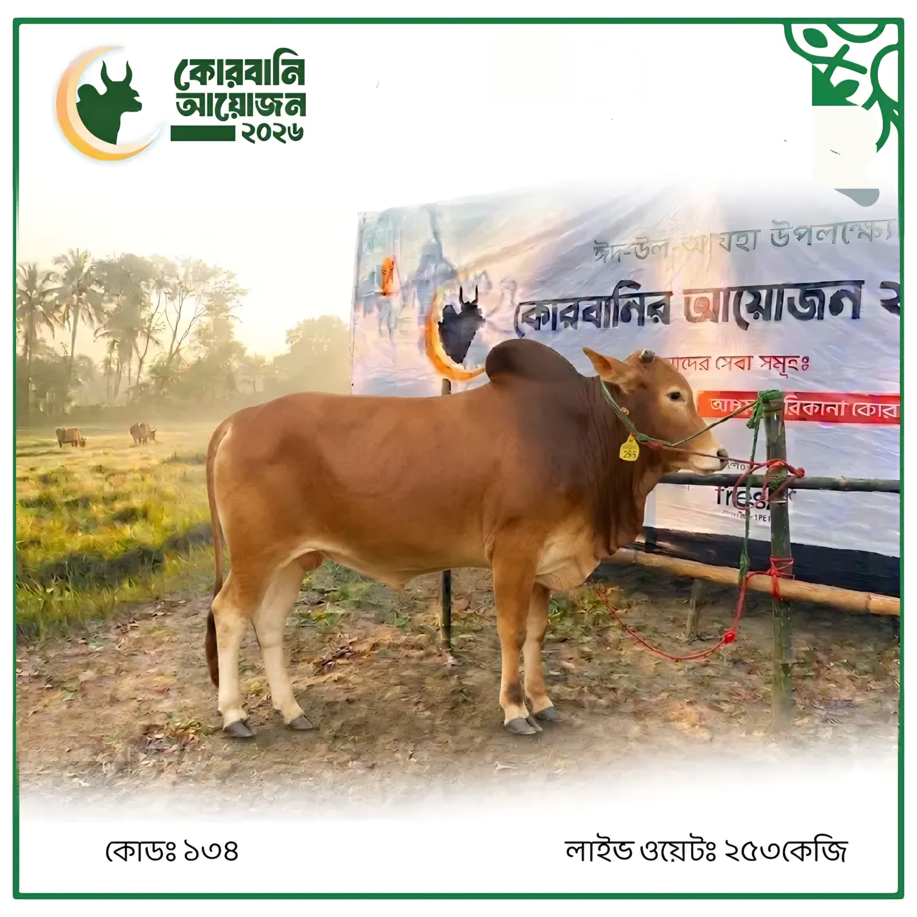 Cow F134 253kg (গরু ২৫৩ কেজি)