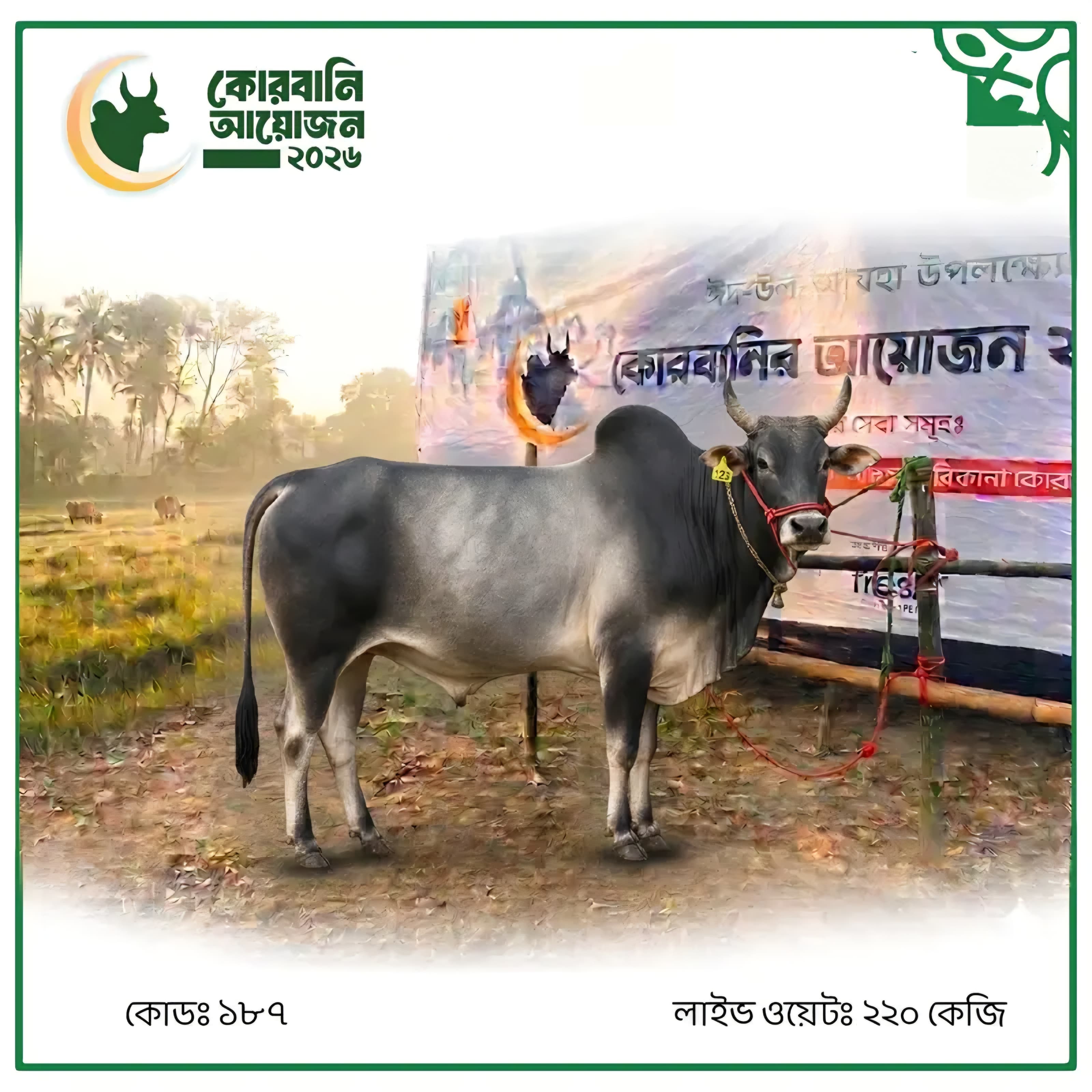 Cow F187 220kg (গরু ২২০ কেজি)
