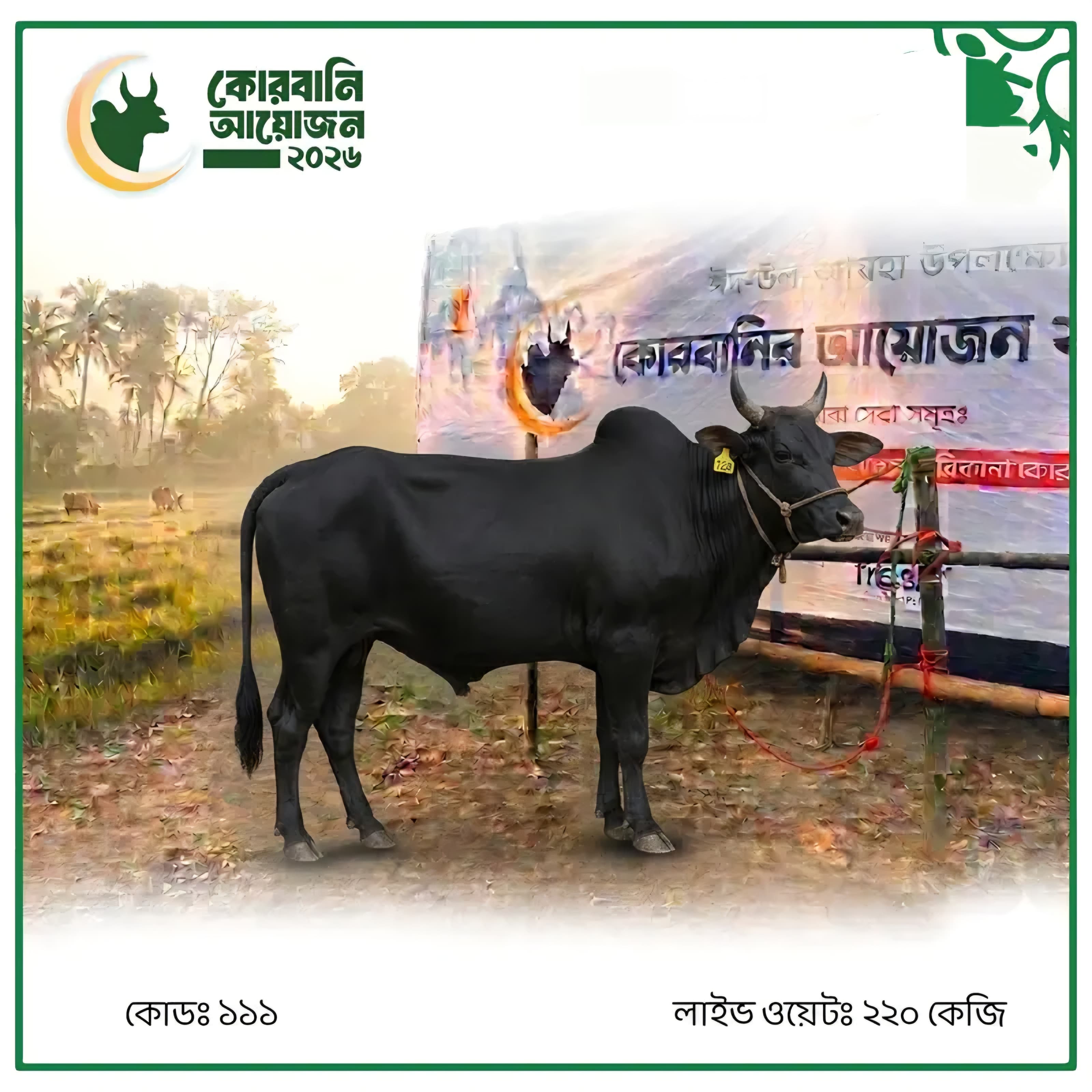 Cow F111 220kg (গরু ২২০ কেজি)