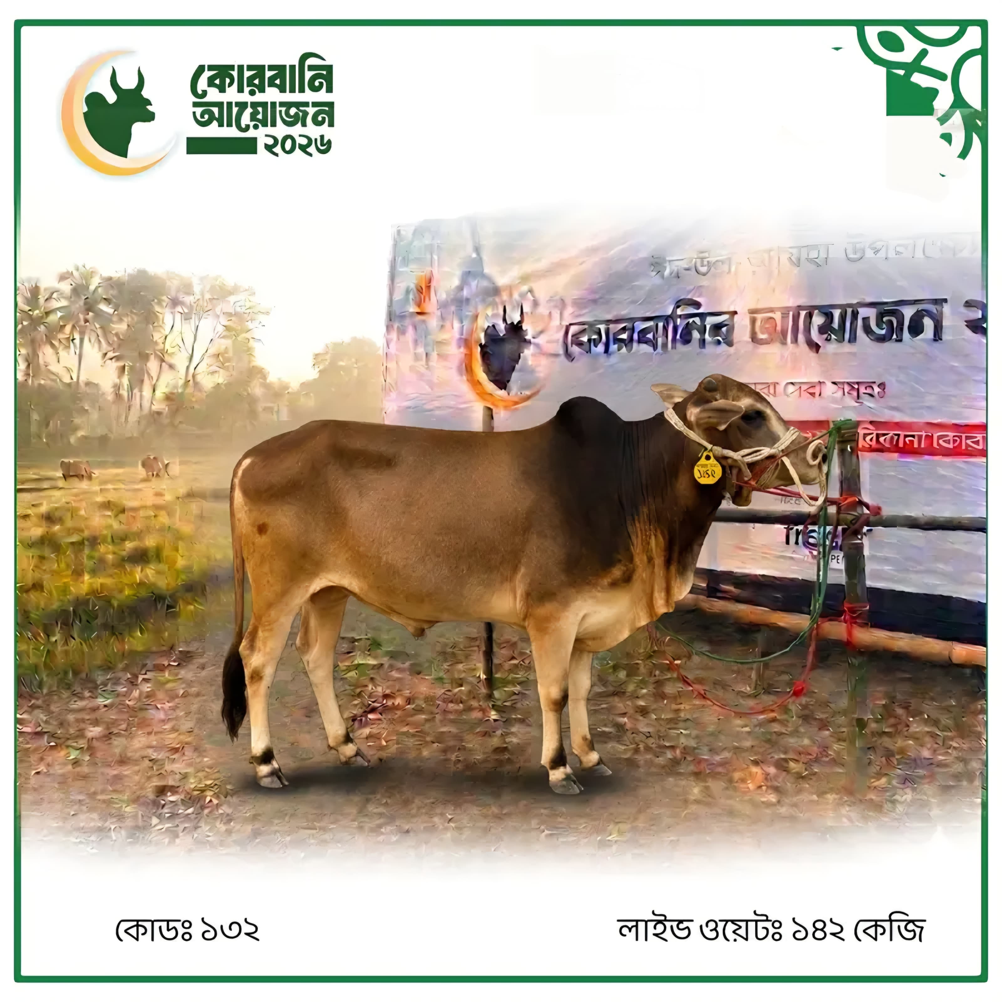 Cow F132 142kg (গরু ১৪২ কেজি)