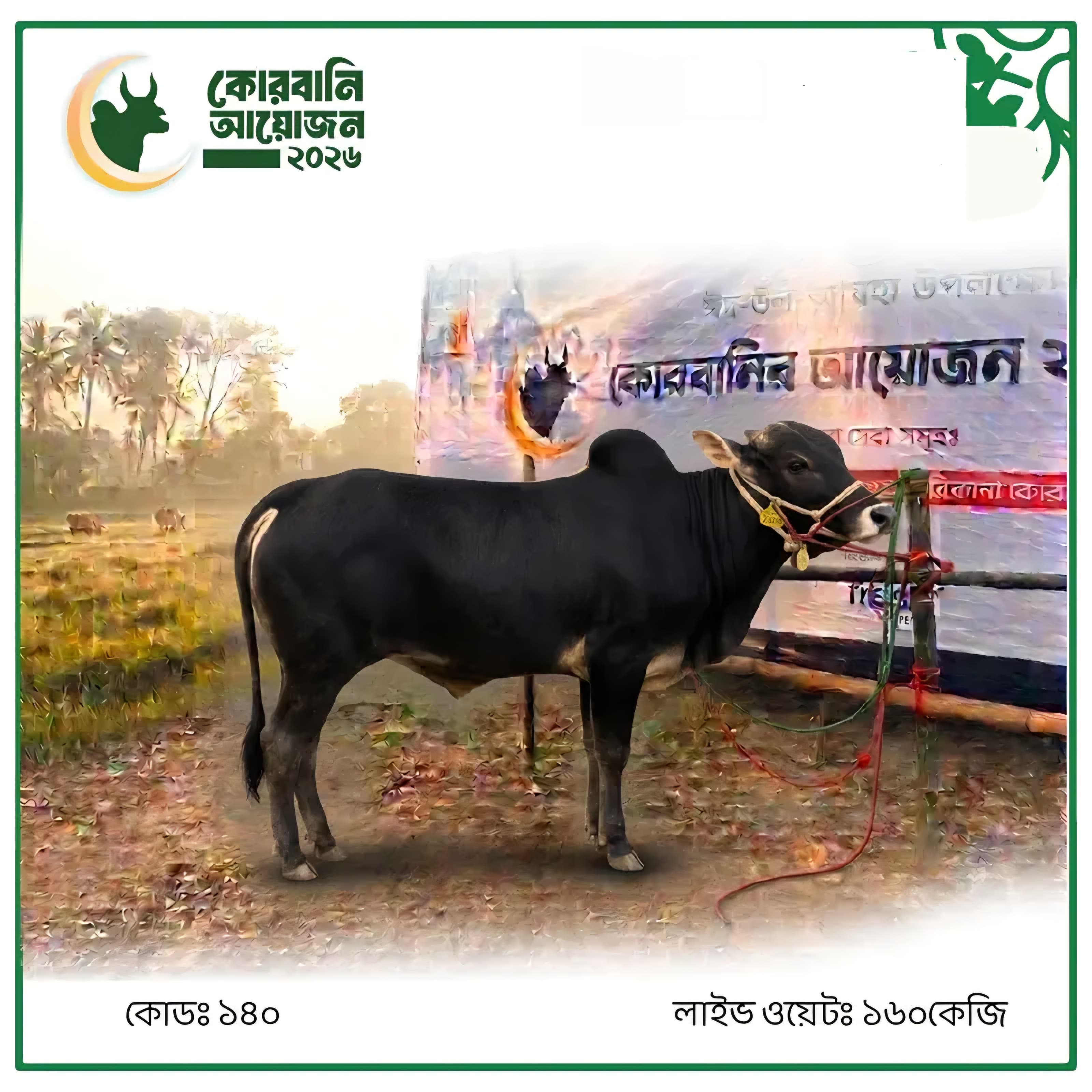 Cow F140 160kg (গরু ১৬০ কেজি)